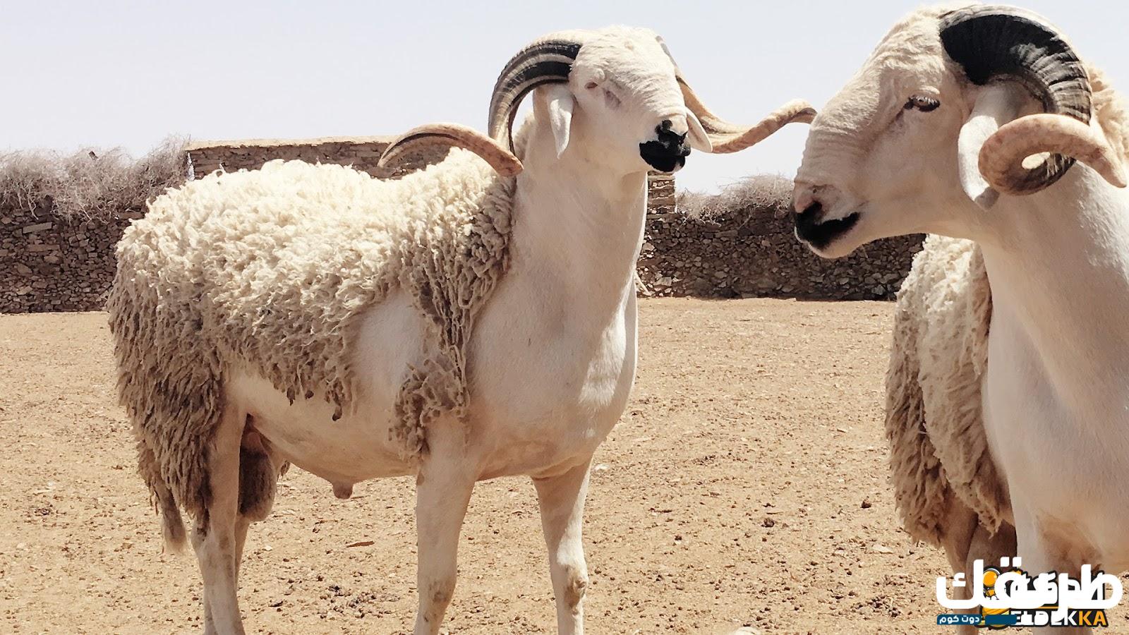 ما هو الطعام الذي يجوز اكله ولا يجوز بيعه 7 ما هو الطعام الذي يجوز اكله ولا يجوز بيعه
